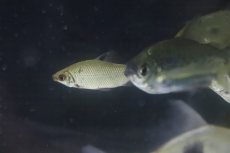 画像3: 【淡水魚】【通販】大特価 大きめ ディスティコダス ノボリ ワイルド【1匹 サンプル画像】(±6-7cm)（生体）(大型魚)（熱帯魚）NKCK (3)