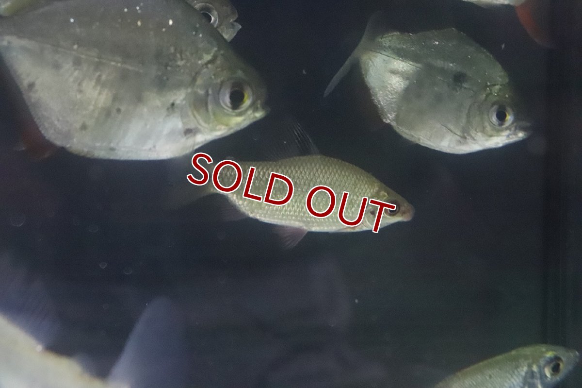 画像4: 【淡水魚】大特価 大きめ ディスティコダス ノボリ ワイルド【1匹 サンプル画像】(±6-7cm)（生体）(大型魚)（熱帯魚）NKCK (4)