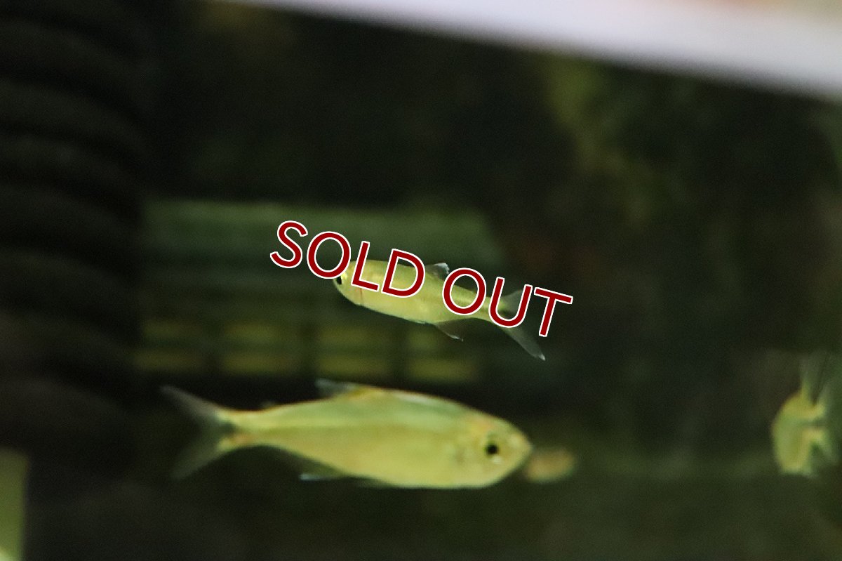 画像2: 【淡水魚】クノダスsp カシンボ ワイルド【1匹】（生体）(珍カラ)（熱帯魚）NKCK (2)