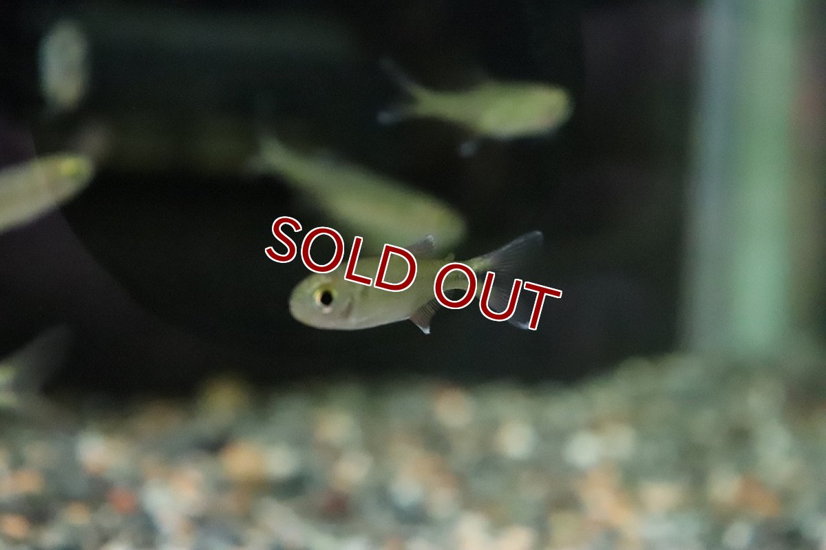 画像3: 【淡水魚】クノダスsp カシンボ ワイルド【1匹】（生体）(珍カラ)（熱帯魚）NKCK (3)