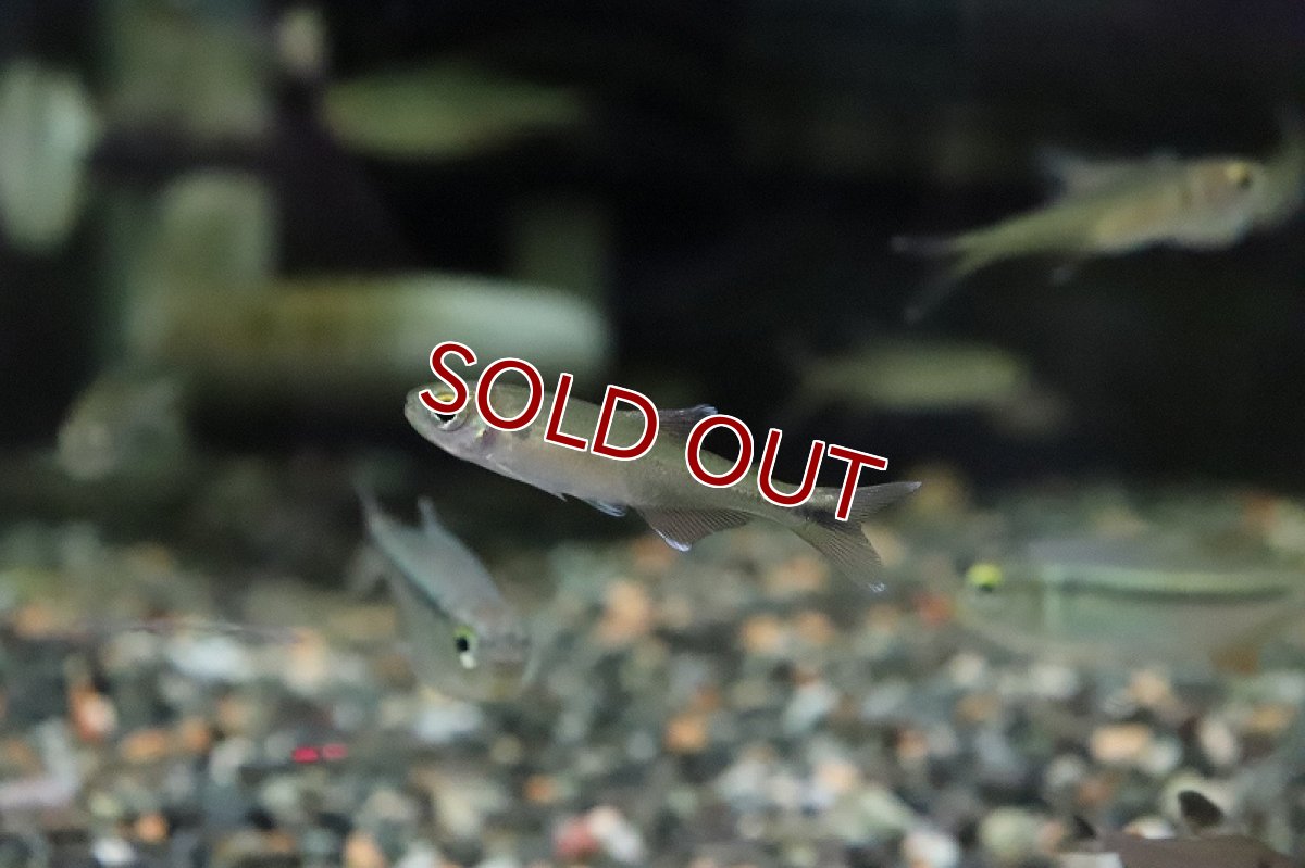 画像4: 【淡水魚】クノダスsp カシンボ ワイルド【1匹】（生体）(珍カラ)（熱帯魚）NKCK (4)