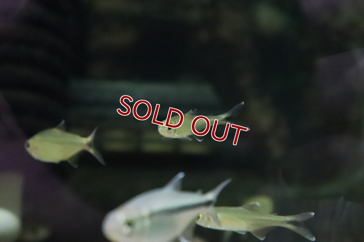 画像5: 【淡水魚】クノダスsp カシンボ ワイルド【1匹】（生体）(珍カラ)（熱帯魚）NKCK (5)