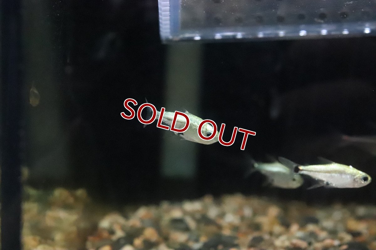 画像2: 【淡水魚】レア種 フルプラチナ ハステータス パンタナール産 ワイルド【1匹】（生体）(珍カラ)（熱帯魚）NKCK (2)