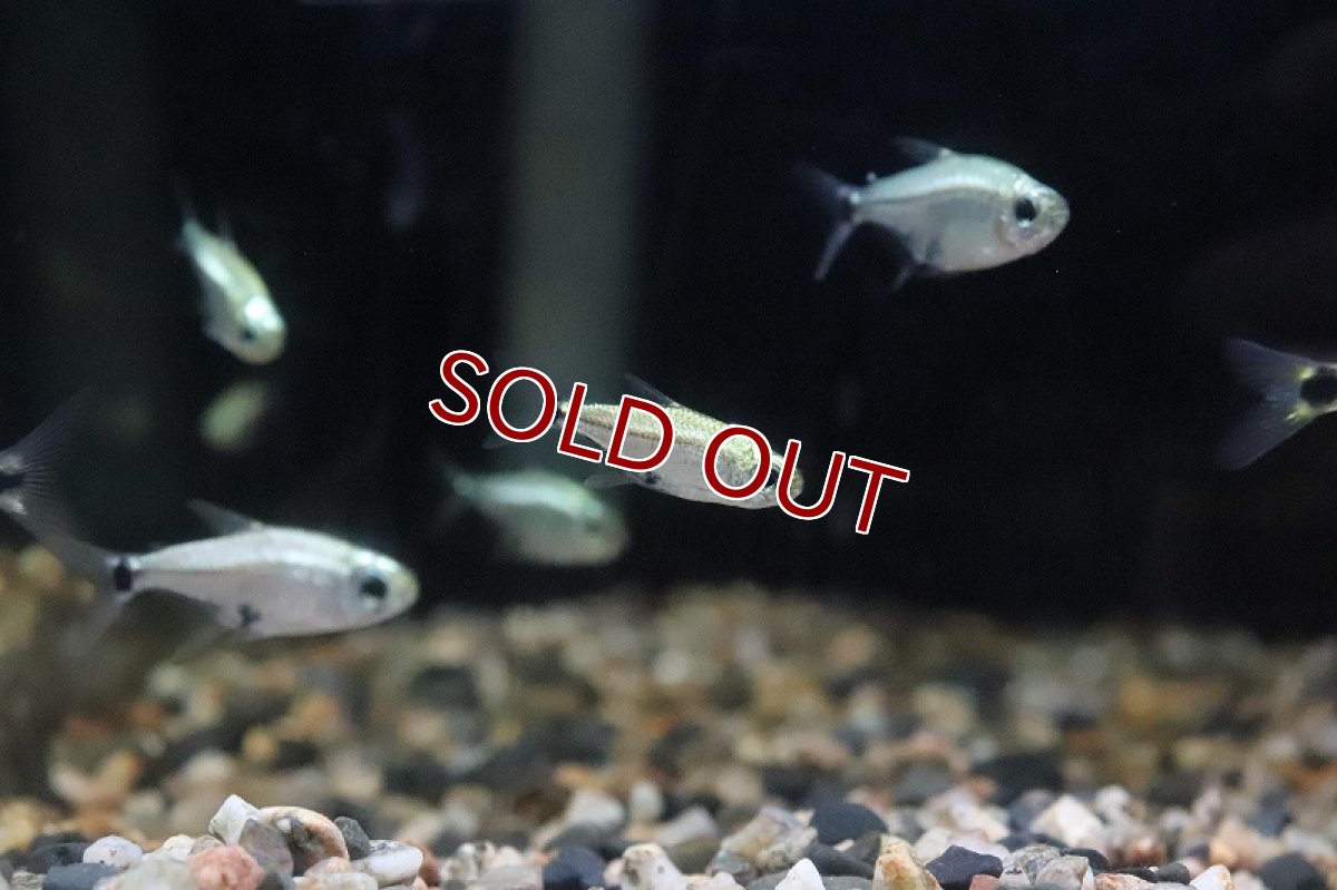 画像3: 【淡水魚】レア種 フルプラチナ ハステータス パンタナール産 ワイルド【1匹】（生体）(珍カラ)（熱帯魚）NKCK (3)