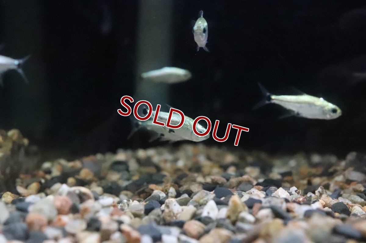 画像4: 【淡水魚】レア種 フルプラチナ ハステータス パンタナール産 ワイルド【1匹】（生体）(珍カラ)（熱帯魚）NKCK (4)