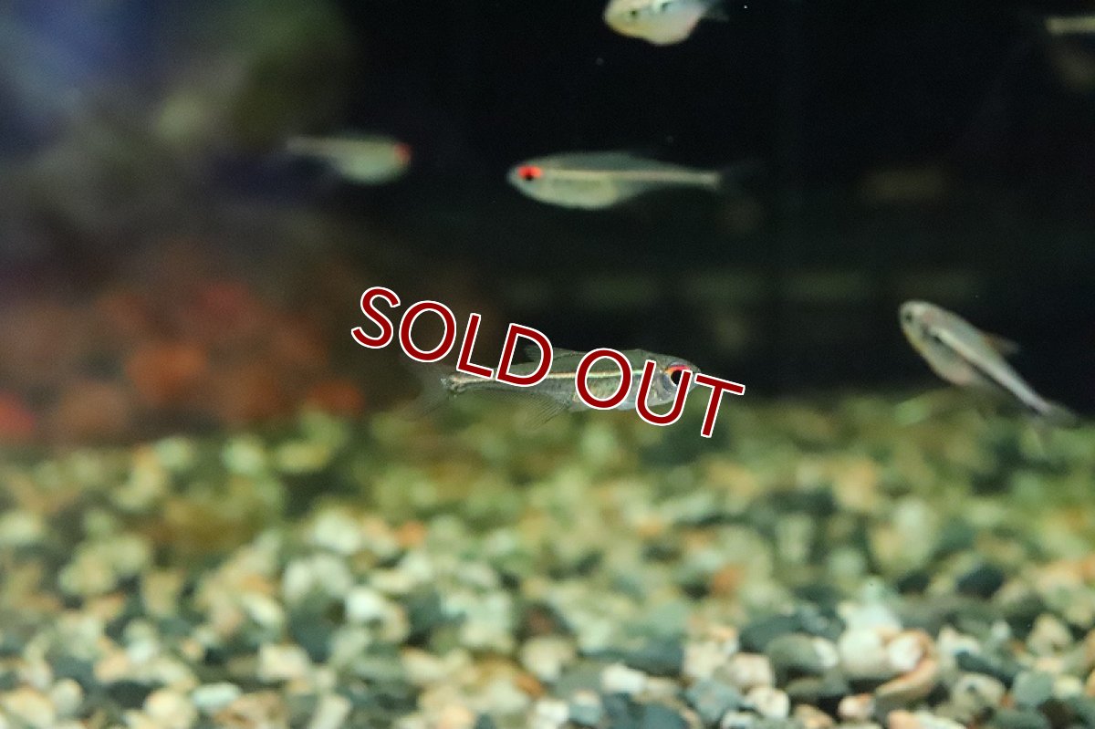 画像2: 【淡水魚】激安 ブラジル便 ホプロカラックスゴエッセイ リオネグロ カイクビ産 ワイルド【1匹 サンプル画像】（生体）(珍カラ)（熱帯魚）NKCK (2)