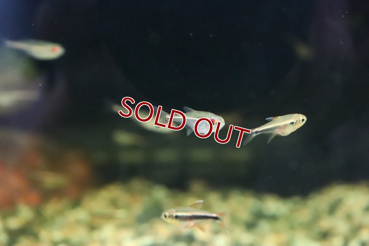 画像3: 【淡水魚】激安 ブラジル便 ホプロカラックスゴエッセイ リオネグロ カイクビ産 ワイルド【1匹 サンプル画像】（生体）(珍カラ)（熱帯魚）NKCK (3)