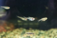 画像3: 【淡水魚】【通販】激安 ブラジル便 ホプロカラックスゴエッセイ リオネグロ カイクビ産 ワイルド【1匹 サンプル画像】（生体）(珍カラ)（熱帯魚）NKCK (3)