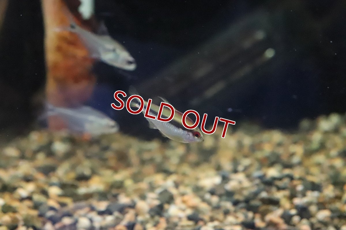 画像2: 【淡水魚】【通販】特価 超激レア レインボーデビルテトラ ワイルド【1匹 サンプル画像】（生体）(カラシン)（熱帯魚）NKCK (2)