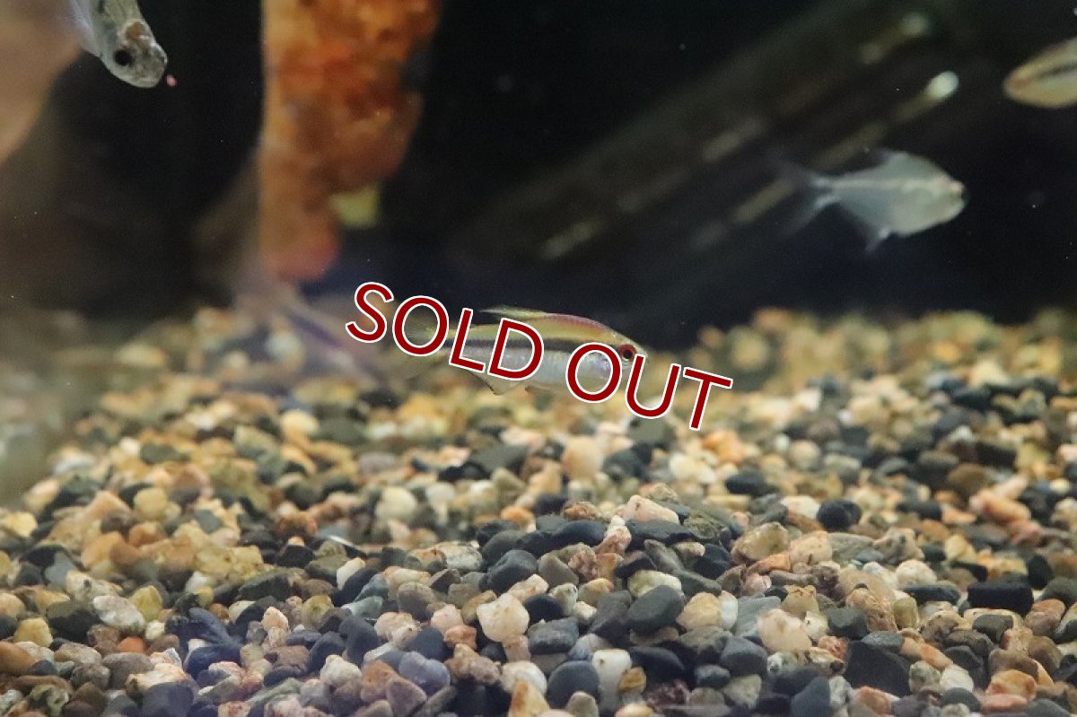 画像3: 【淡水魚】【通販】特価 超激レア レインボーデビルテトラ ワイルド【1匹 サンプル画像】（生体）(カラシン)（熱帯魚）NKCK (3)