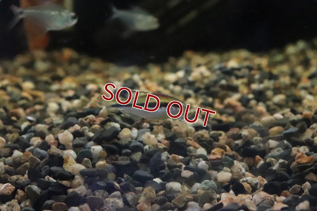 画像4: 【淡水魚】【通販】特価 超激レア レインボーデビルテトラ ワイルド【1匹 サンプル画像】（生体）(カラシン)（熱帯魚）NKCK (4)