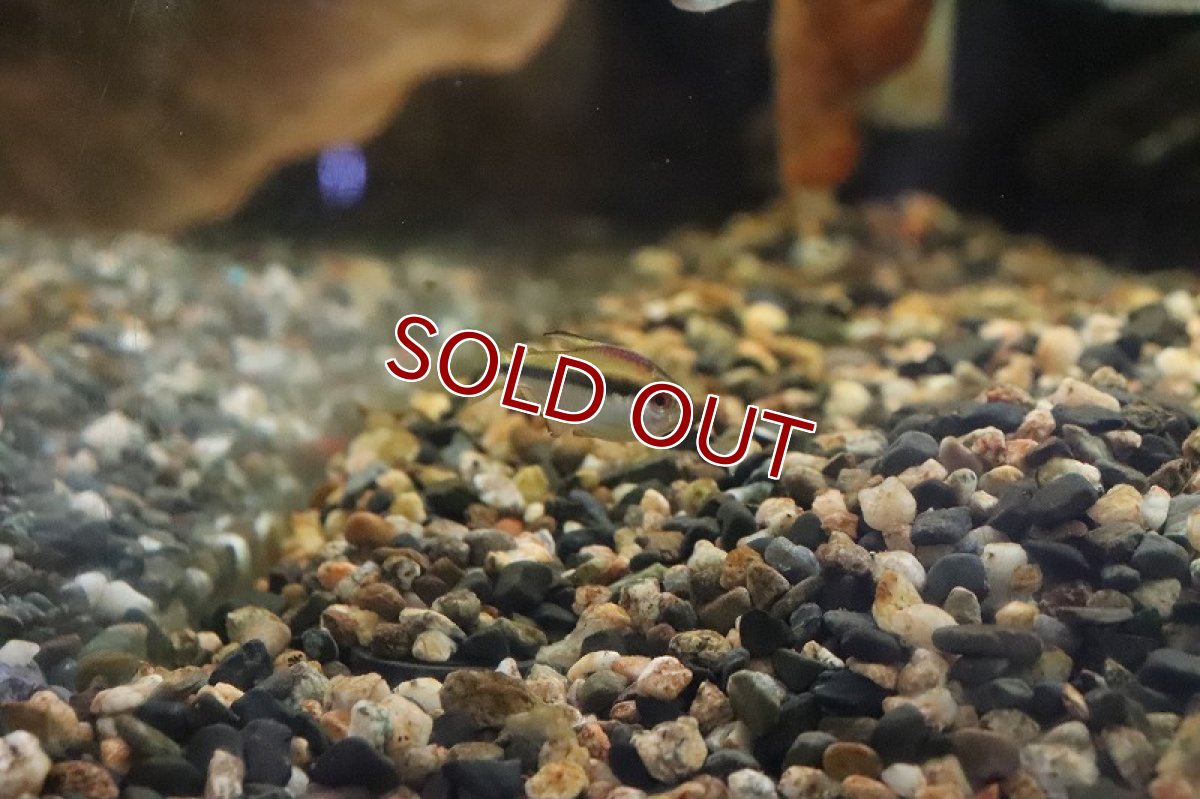 画像5: 【淡水魚】【通販】特価 超激レア レインボーデビルテトラ ワイルド【1匹 サンプル画像】（生体）(カラシン)（熱帯魚）NKCK (5)