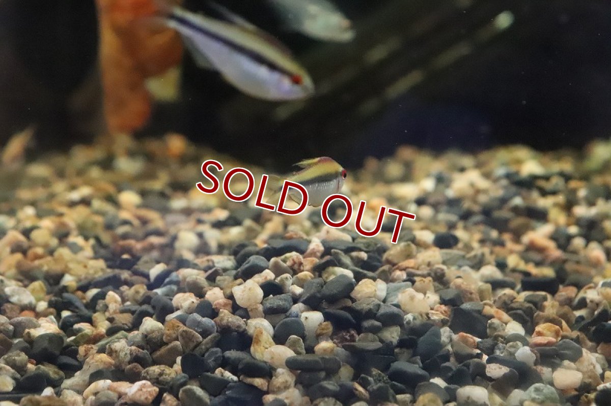 画像6: 【淡水魚】【通販】特価 超激レア レインボーデビルテトラ ワイルド【1匹 サンプル画像】（生体）(カラシン)（熱帯魚）NKCK (6)