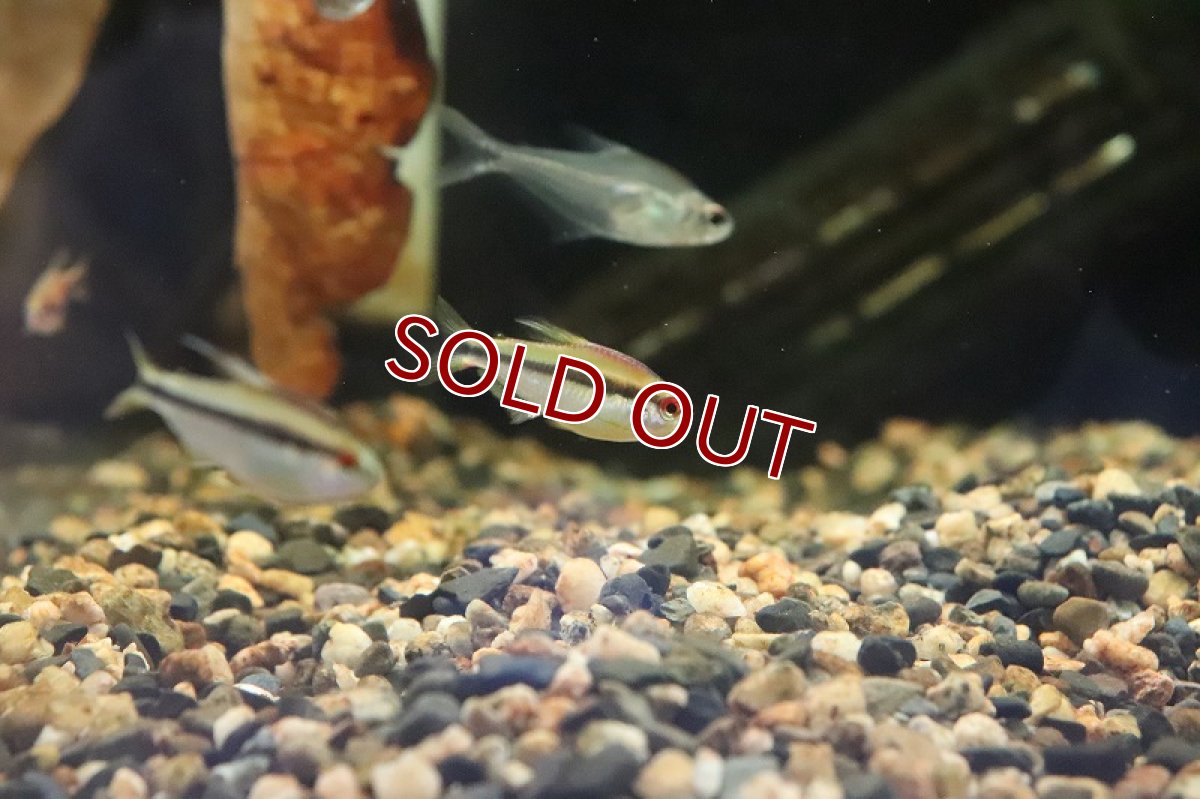 画像7: 【淡水魚】【通販】特価 超激レア レインボーデビルテトラ ワイルド【1匹 サンプル画像】（生体）(カラシン)（熱帯魚）NKCK (7)