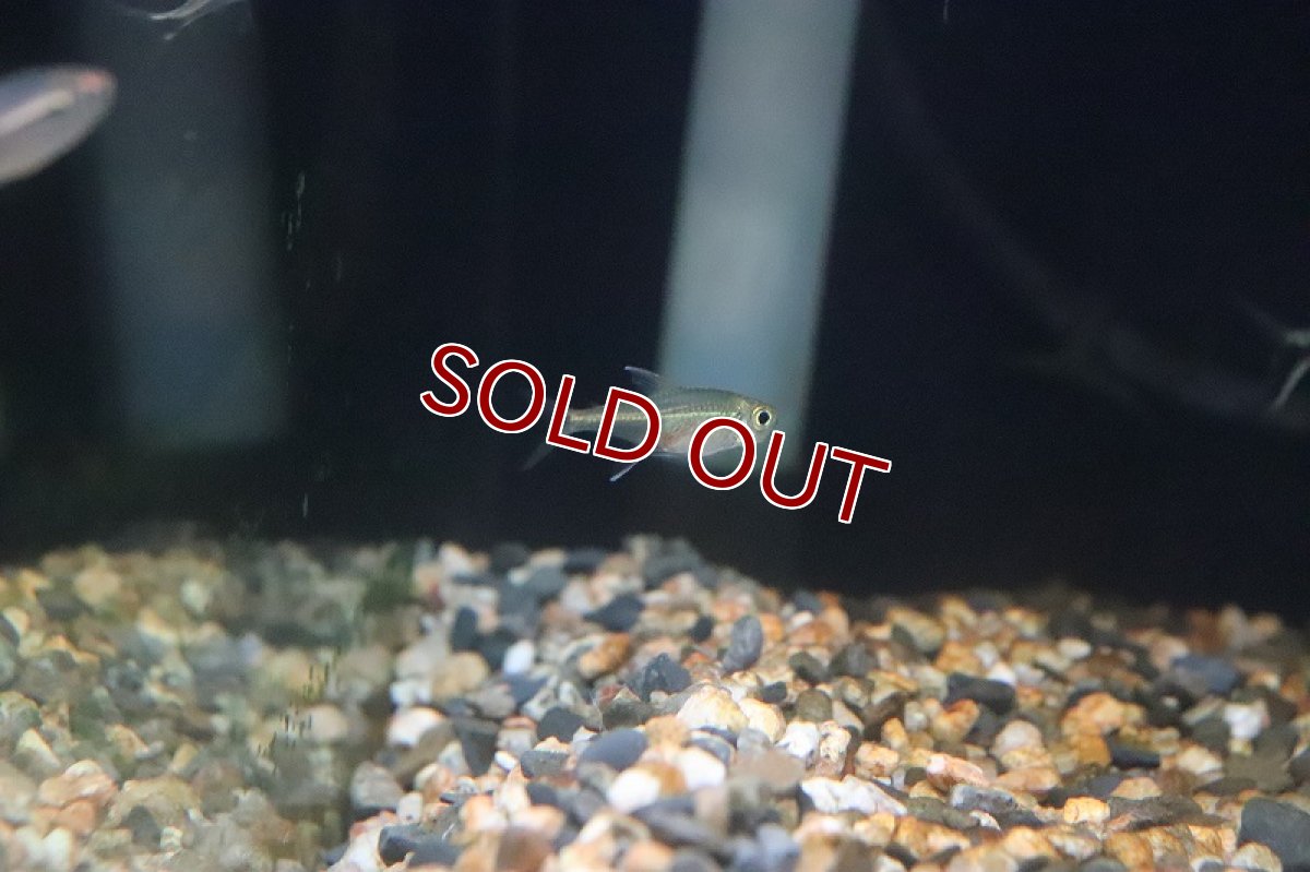 画像2: 【淡水魚】ブラジル 混じり珍カラ レア種 ハイフェソブリコンsp リオアルア アルア産 ワイルド【1匹】（生体）(カラシン)（熱帯魚）NKCK (2)