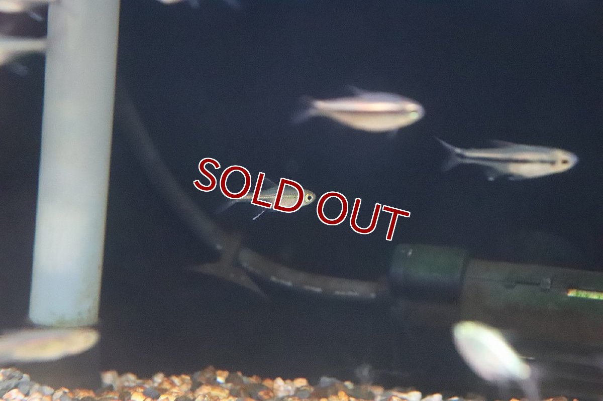 画像3: 【淡水魚】ブラジル 混じり珍カラ レア種 ハイフェソブリコンsp リオアルア アルア産 ワイルド【1匹】（生体）(カラシン)（熱帯魚）NKCK (3)