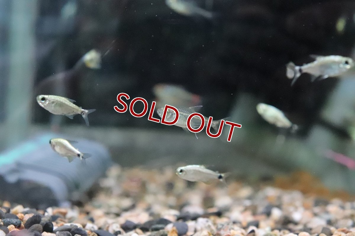 画像2: 【淡水魚】ブラジル 混じり珍カラ レア種 ハイフェソブリコンsp オレンジテール タパジョス産 ワイルド【1匹】（生体）(カラシン)（熱帯魚）NKCK (2)