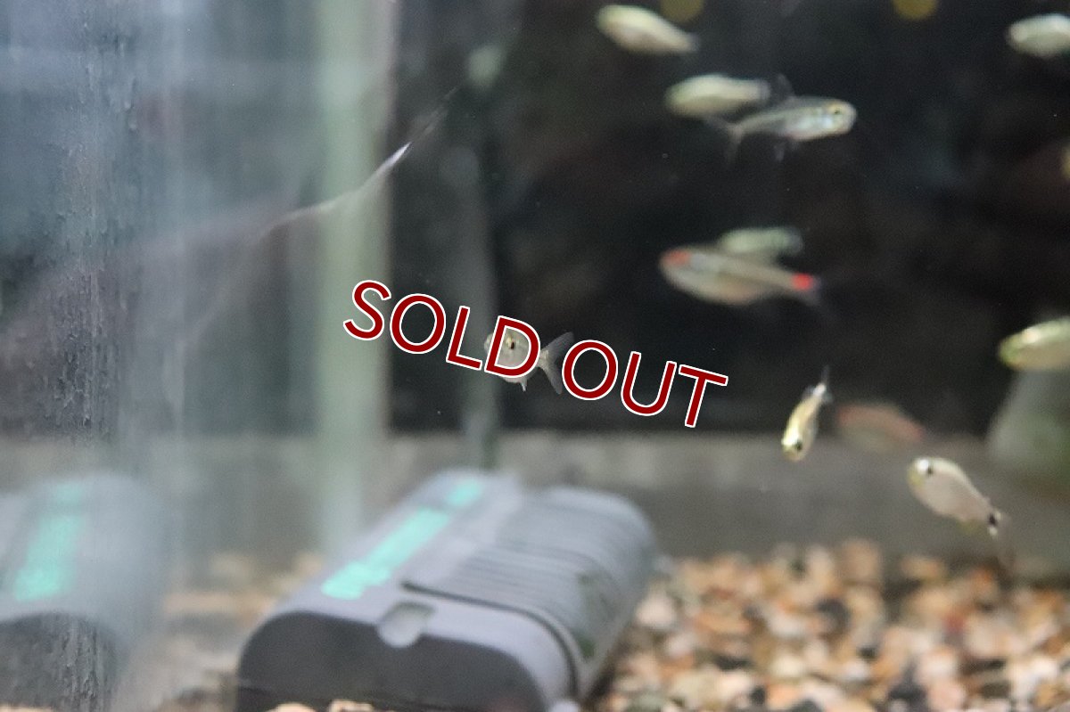 画像3: 【淡水魚】ブラジル 混じり珍カラ レア種 ハイフェソブリコンsp オレンジテール タパジョス産 ワイルド【1匹】（生体）(カラシン)（熱帯魚）NKCK (3)