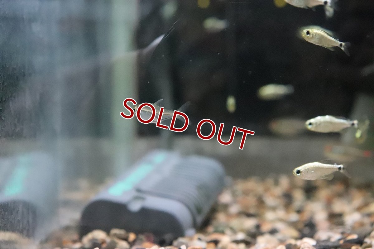 画像4: 【淡水魚】ブラジル 混じり珍カラ レア種 ハイフェソブリコンsp オレンジテール タパジョス産 ワイルド【1匹】（生体）(カラシン)（熱帯魚）NKCK (4)