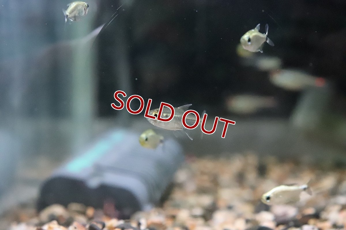 画像5: 【淡水魚】ブラジル 混じり珍カラ レア種 ハイフェソブリコンsp オレンジテール タパジョス産 ワイルド【1匹】（生体）(カラシン)（熱帯魚）NKCK (5)