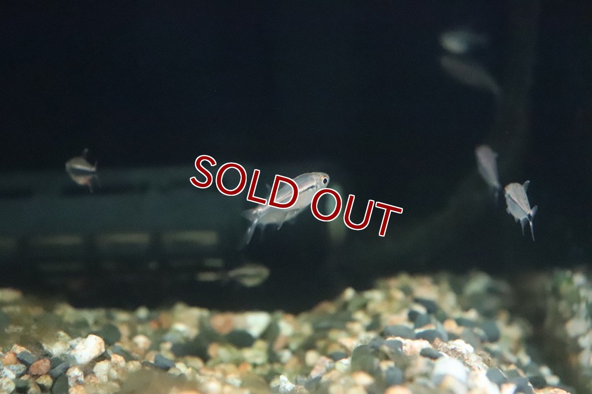 画像2: 【淡水魚】新種 ファイヤーテールホタルテトラ II リオタパジョス産 ワイルド【1匹】（生体）(カラシン)（熱帯魚）NKCK (2)