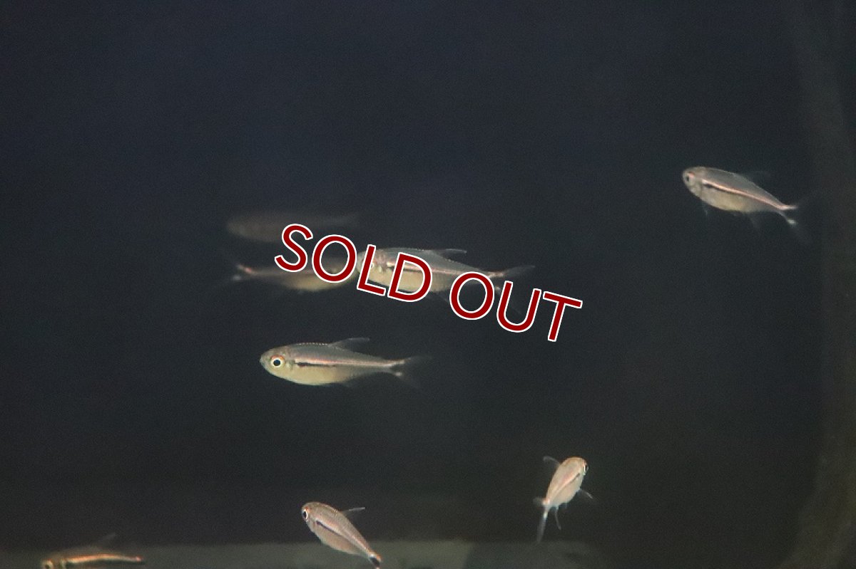 画像3: 【淡水魚】新種 ファイヤーテールホタルテトラ II リオタパジョス産 ワイルド【1匹】（生体）(カラシン)（熱帯魚）NKCK (3)