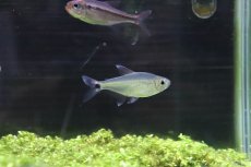 画像1: 【淡水魚】【通販】ブラジル 混じり珍カラ レア種 シザーステールモンクホーシャ タパジョス産 ワイルド【1匹】（生体）(カラシン)（熱帯魚）NKCK (1)