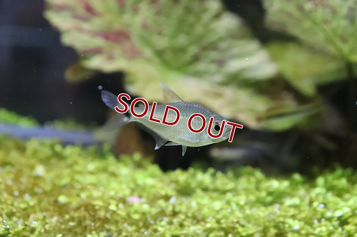 画像2: 【淡水魚】ブラジル 混じり珍カラ レア種 シザーステールモンクホーシャ タパジョス産 ワイルド【1匹】（生体）(カラシン)（熱帯魚）NKCK (2)
