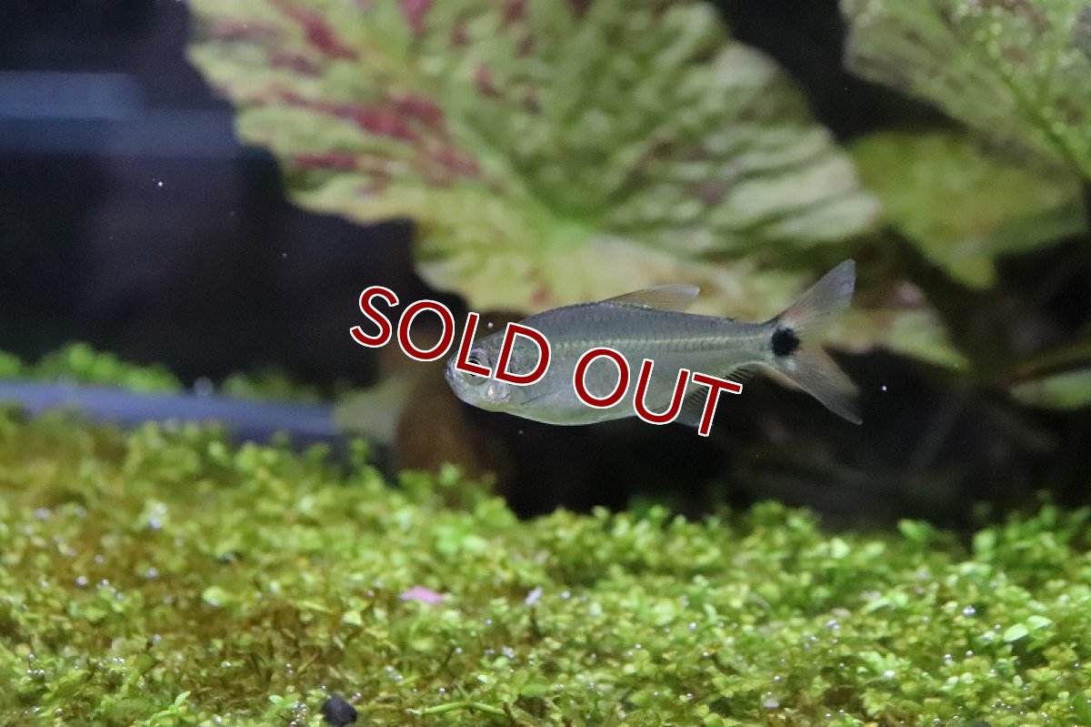 画像3: 【淡水魚】ブラジル 混じり珍カラ レア種 シザーステールモンクホーシャ タパジョス産 ワイルド【1匹】（生体）(カラシン)（熱帯魚）NKCK (3)