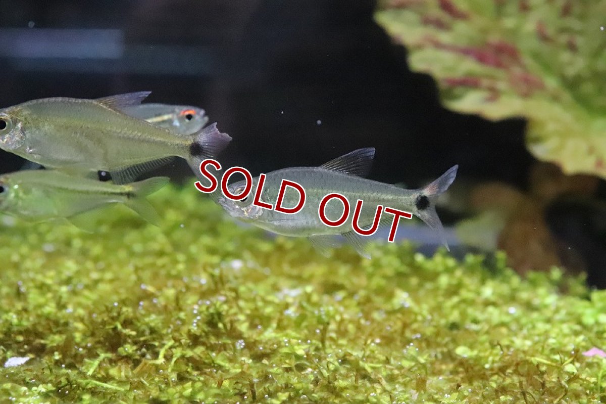 画像4: 【淡水魚】ブラジル 混じり珍カラ レア種 シザーステールモンクホーシャ タパジョス産 ワイルド【1匹】（生体）(カラシン)（熱帯魚）NKCK (4)