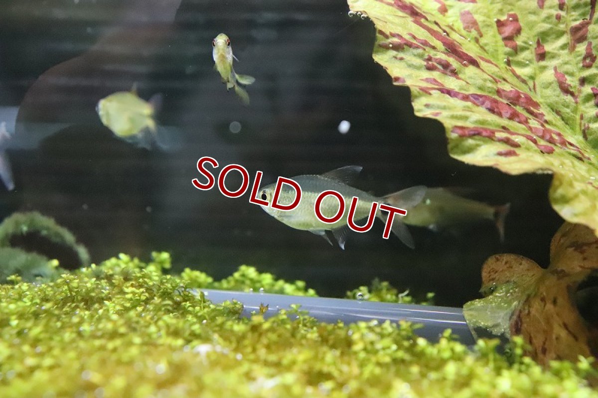 画像5: 【淡水魚】ブラジル 混じり珍カラ レア種 シザーステールモンクホーシャ タパジョス産 ワイルド【1匹】（生体）(カラシン)（熱帯魚）NKCK (5)