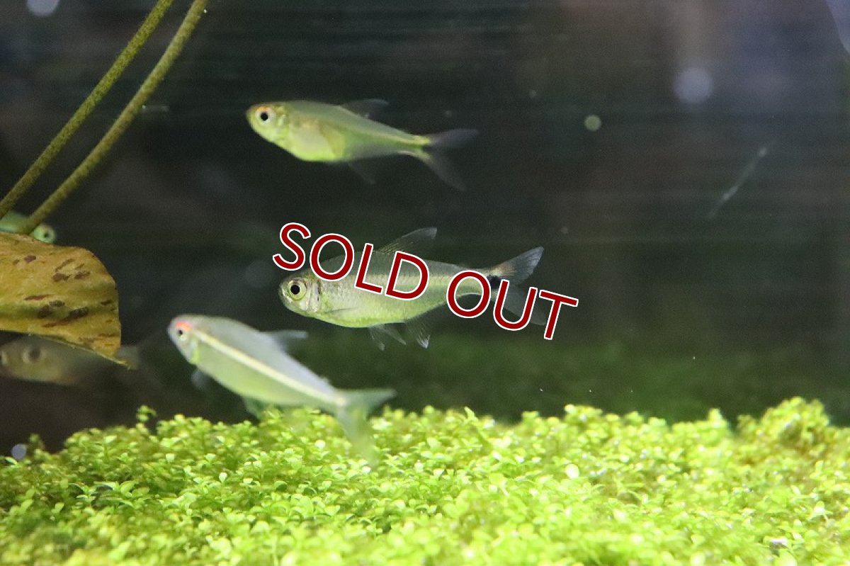 画像6: 【淡水魚】ブラジル 混じり珍カラ レア種 シザーステールモンクホーシャ タパジョス産 ワイルド【1匹】（生体）(カラシン)（熱帯魚）NKCK (6)