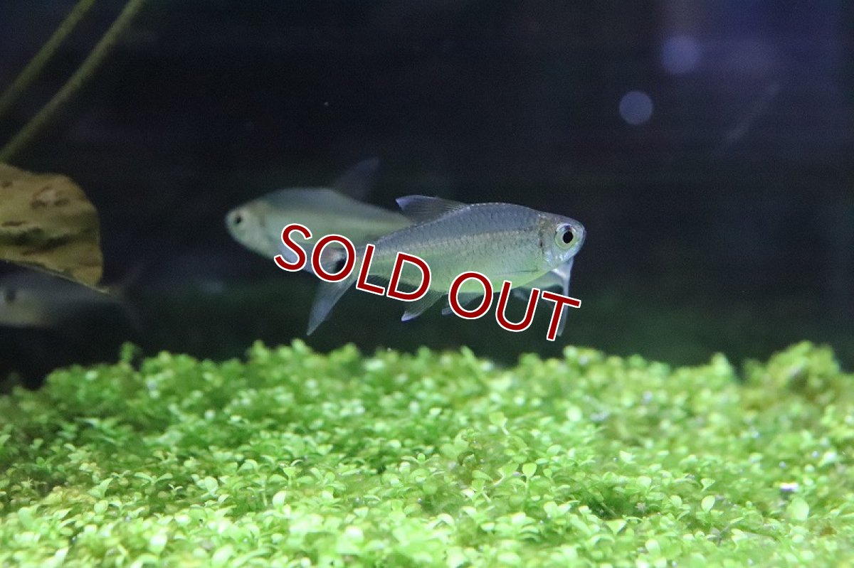 画像7: 【淡水魚】ブラジル 混じり珍カラ レア種 シザーステールモンクホーシャ タパジョス産 ワイルド【1匹】（生体）(カラシン)（熱帯魚）NKCK (7)