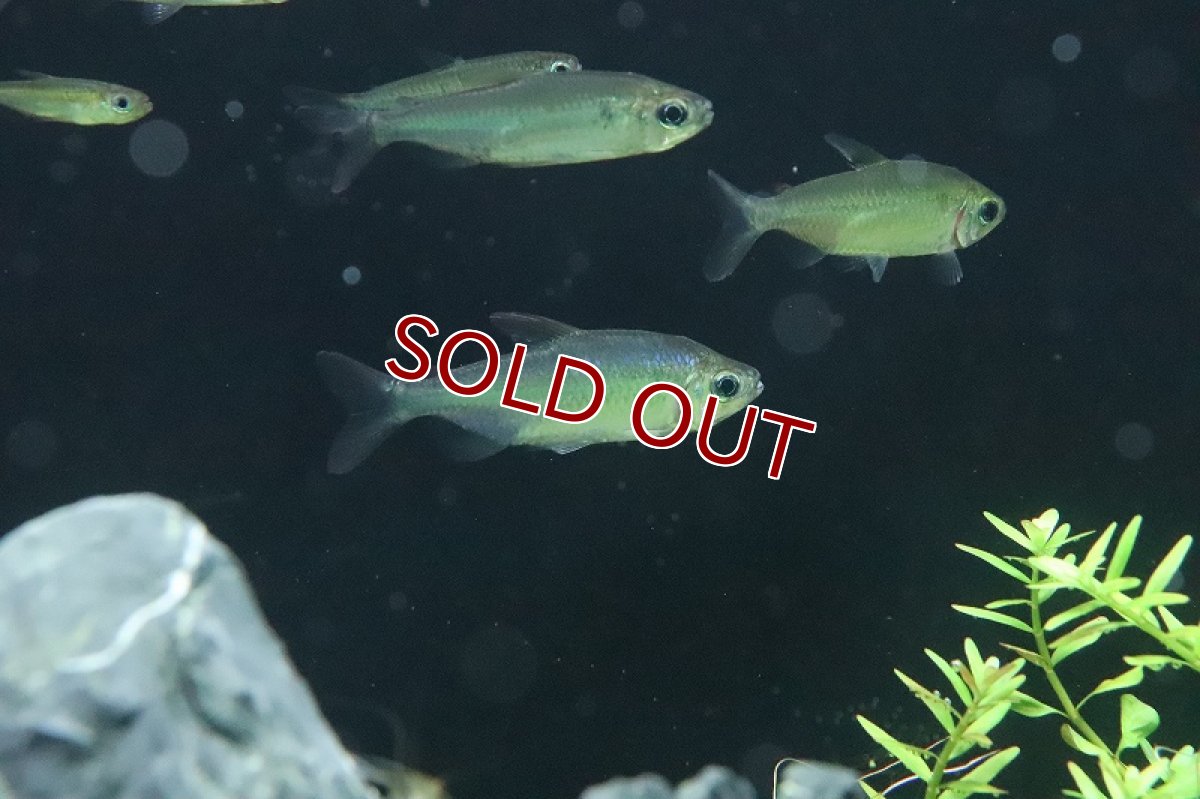 画像2: 【淡水魚】激レア ウィステリアコンゴテトラ(スーパーレインボーコンゴテトラ) ワイルド【1匹】（珍カラ）（生体）（熱帯魚）NKCK (2)