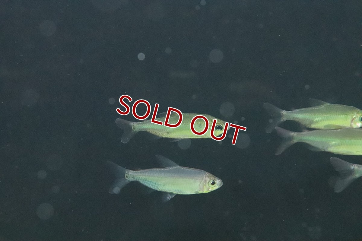 画像3: 【淡水魚】激レア ウィステリアコンゴテトラ(スーパーレインボーコンゴテトラ) ワイルド【1匹】（珍カラ）（生体）（熱帯魚）NKCK (3)