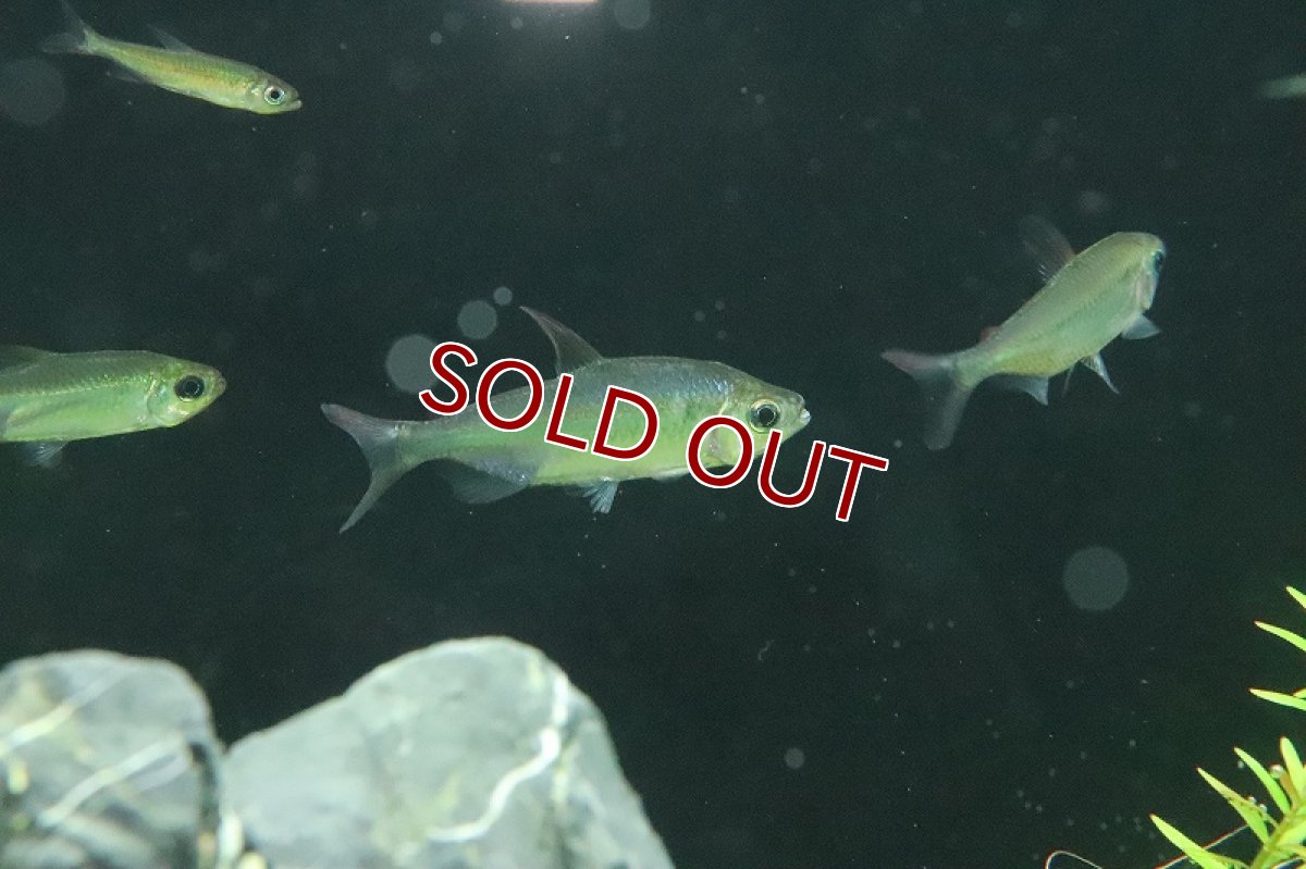 画像4: 【淡水魚】激レア ウィステリアコンゴテトラ(スーパーレインボーコンゴテトラ) ワイルド【1匹】（珍カラ）（生体）（熱帯魚）NKCK (4)