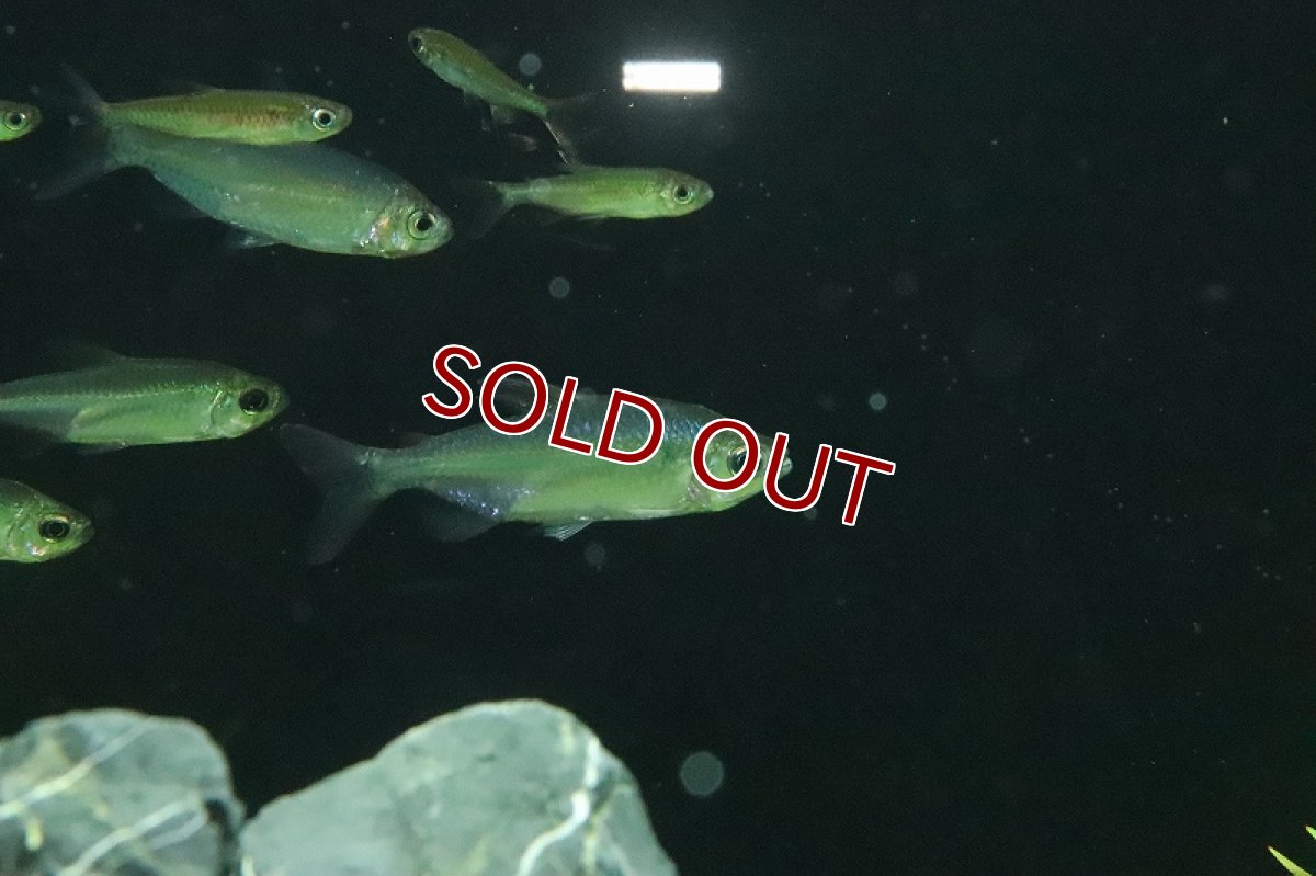 画像5: 【淡水魚】激レア ウィステリアコンゴテトラ(スーパーレインボーコンゴテトラ) ワイルド【1匹】（珍カラ）（生体）（熱帯魚）NKCK (5)