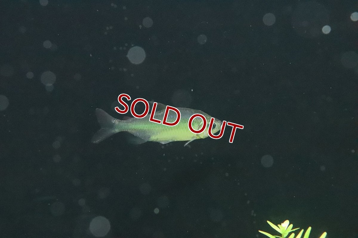 画像6: 【淡水魚】激レア ウィステリアコンゴテトラ(スーパーレインボーコンゴテトラ) ワイルド【1匹】（珍カラ）（生体）（熱帯魚）NKCK (6)