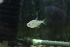 画像2: 【淡水魚】【通販】アプリコットテトラ ワイルド【1匹】（珍カラ）（生体）（熱帯魚）NKCK (2)