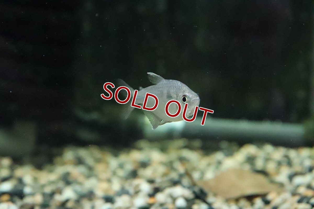 画像3: 【淡水魚】アプリコットテトラ ワイルド【1匹】（珍カラ）（生体）（熱帯魚）NKCK (3)