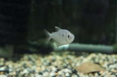 画像3: 【淡水魚】【通販】アプリコットテトラ ワイルド【1匹】（珍カラ）（生体）（熱帯魚）NKCK (3)