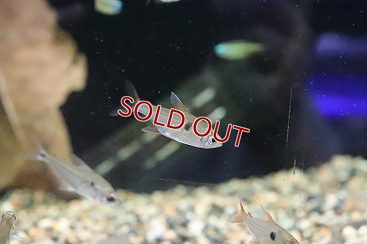 画像2: 【淡水魚】キャンディテトラ(ハイフェソブリコン アルア)リオアルア産 ワイルド【1匹】（珍カラ）（生体）（淡水）NKCK (2)