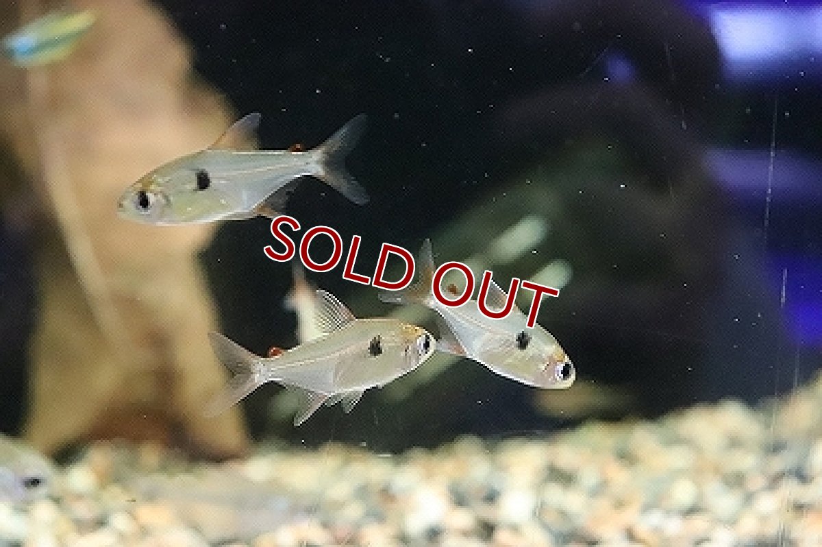 画像3: 【淡水魚】キャンディテトラ(ハイフェソブリコン アルア)リオアルア産 ワイルド【1匹】（珍カラ）（生体）（淡水）NKCK (3)