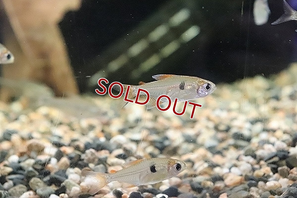 画像4: 【淡水魚】キャンディテトラ(ハイフェソブリコン アルア)リオアルア産 ワイルド【1匹】（珍カラ）（生体）（淡水）NKCK (4)