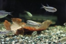 画像1: 【淡水魚】【通販】プラチナ ヘミグラムスsp トカンチアンス ワイルド【1匹】（珍カラ）（生体）（淡水）NKCK (1)