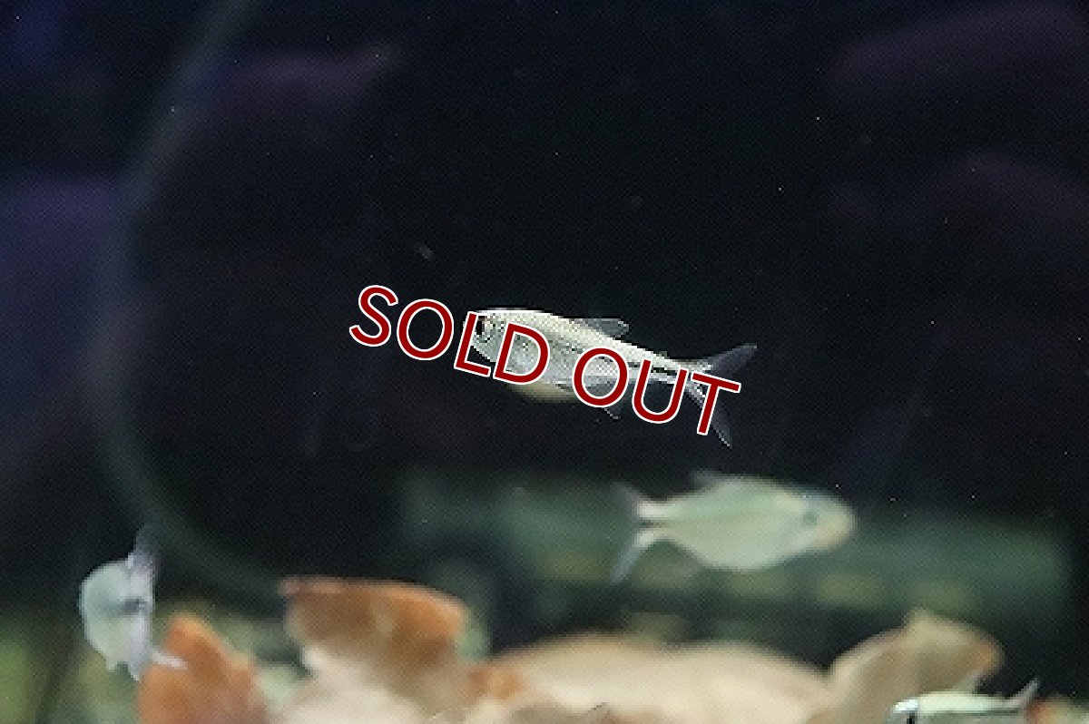 画像2: 【淡水魚】プラチナ ヘミグラムスsp トカンチアンス ワイルド【1匹】（珍カラ）（生体）（淡水）NKCK (2)