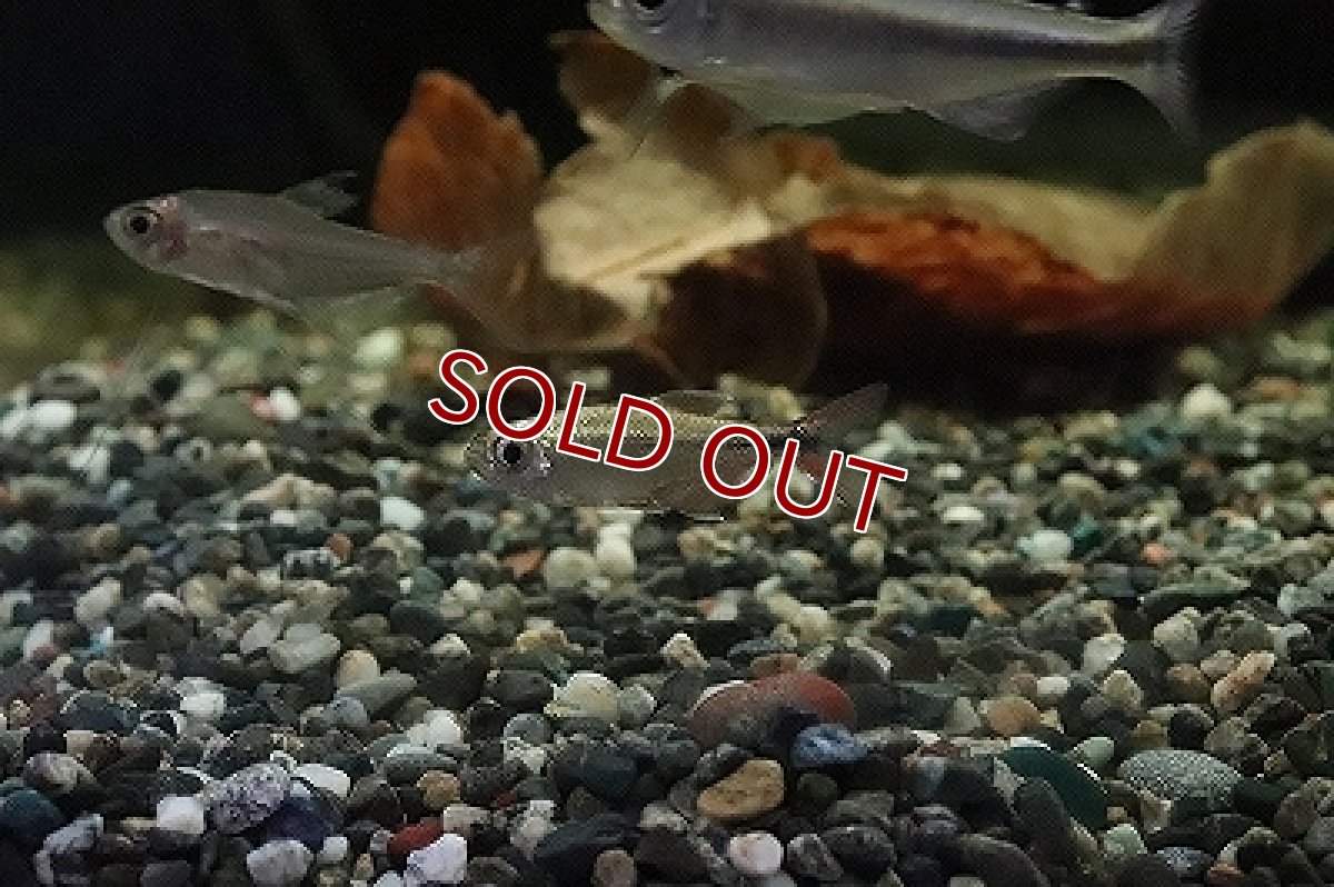 画像3: 【淡水魚】プラチナ ヘミグラムスsp トカンチアンス ワイルド【1匹】（珍カラ）（生体）（淡水）NKCK (3)