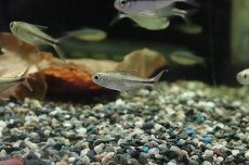 画像4: 【淡水魚】【通販】プラチナ ヘミグラムスsp トカンチアンス ワイルド【1匹】（珍カラ）（生体）（淡水）NKCK (4)