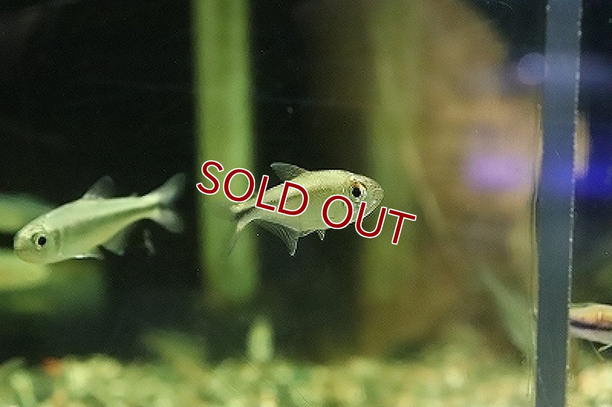 画像5: 【淡水魚】プラチナ ヘミグラムスsp トカンチアンス ワイルド【1匹】（珍カラ）（生体）（淡水）NKCK (5)