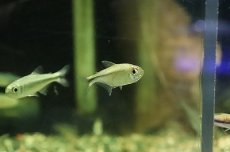 画像5: 【淡水魚】【通販】プラチナ ヘミグラムスsp トカンチアンス ワイルド【1匹】（珍カラ）（生体）（淡水）NKCK (5)